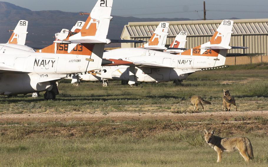 Coyotes gather near a group of T-2 Buckeye training aircraft at the 309th Aerospace Maintenance and Regeneration Group facility near Tucson, Ariz., in October, 2015.