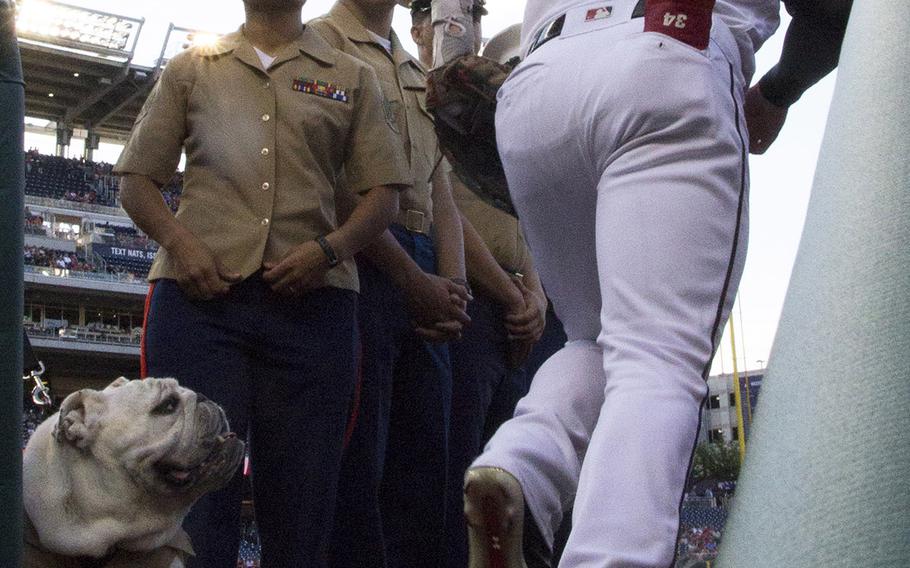 U.S. Marines — and Marine mascot Chesty XIV — watch as Washington Nationals outfielder Bryce Harper takes the field on the third of five military-themed "branch nights" hosted by the Nationals during the 2017 season.