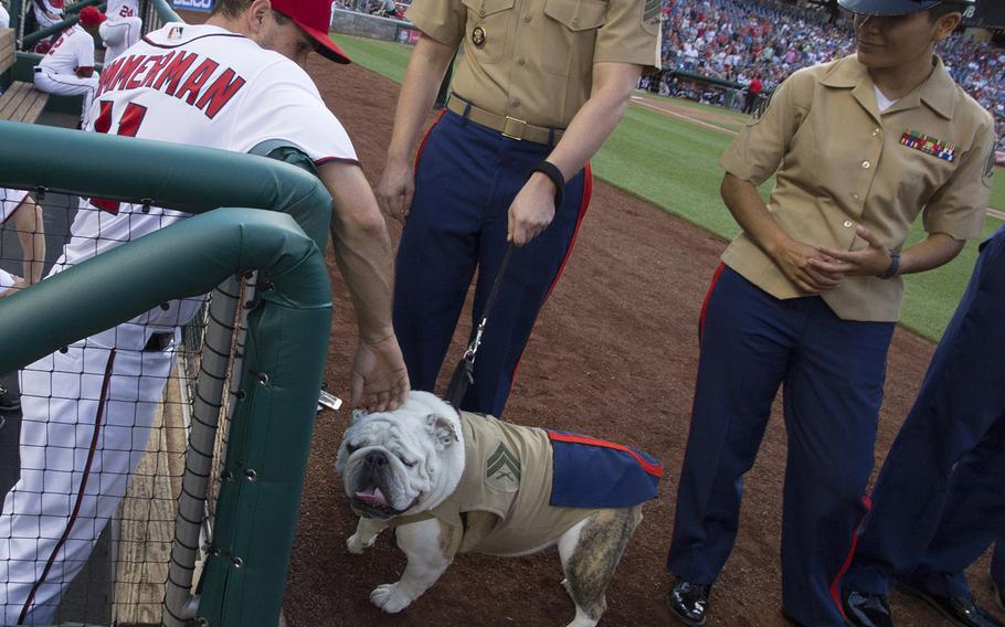 Washington Nationals first baseman Ryan Zimmerman meets U.S. Marine Corps mascot Chesty XIV before a game between the Nationals and Milwaukee Brewers at Nationals Park in Washington, D.C., July 25, 2017.
