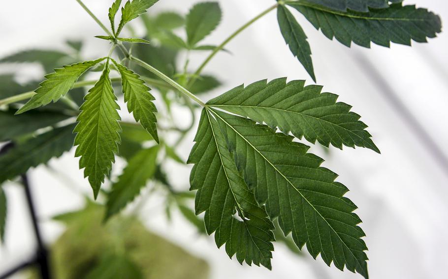 A marijuana plant growing in a marijuana cultivation business in Adelanto, Calif. 