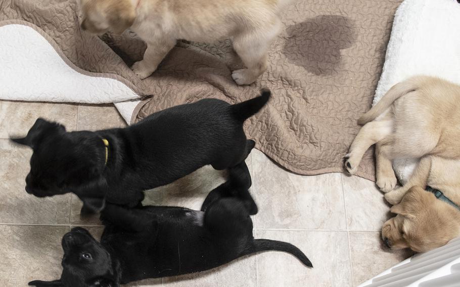 After the cast of the new TV show "The Village" visited Warrior Canine Connection in Boyds, Maryland, the puppies started to play. 