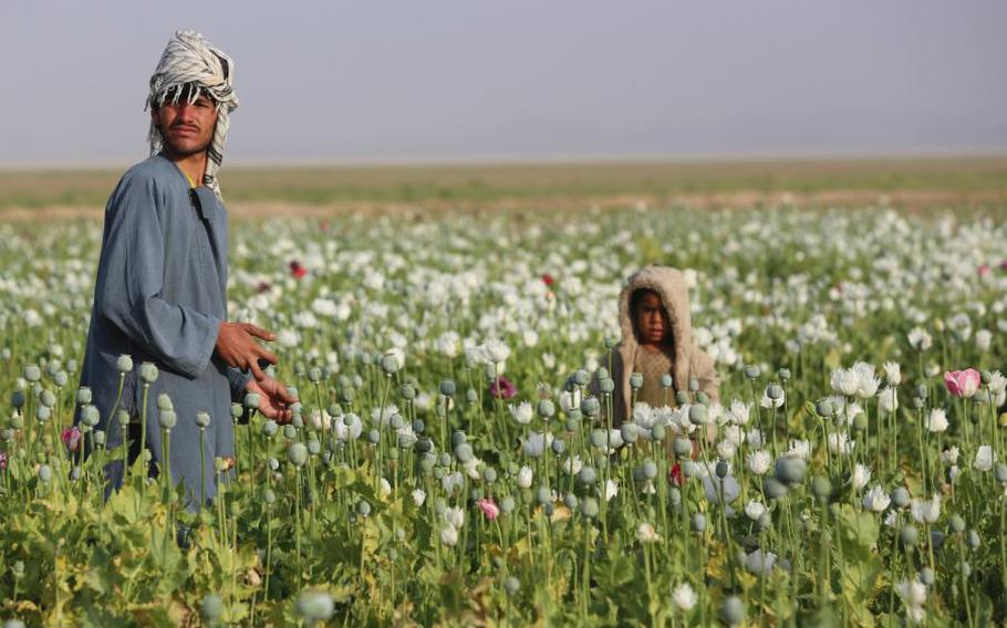 Afghans work in a poppy field in Helmand province.