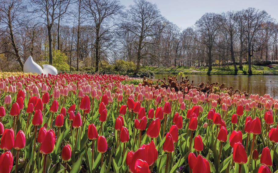 The tulips are in full bloom, but Keukenhof is empty of people. Because of the coronavirus pandemic, the spring flower garden on the outskirts of Lisse, Netherlands, will not be open to the public in 2020.