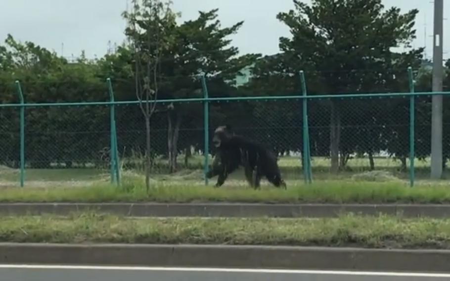 A bear that bit and injured a Japan Ground Self-Defense Force member is spotted at Camp Okadama, Hokkaido, Friday, June 18, 2021.