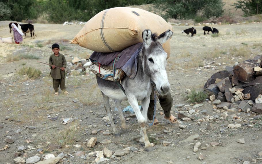 A donkey helps Afghan children to carry a sack of hay up a hill in the village of Syahchob, Sayed-Abad District, Wardak province, Afghanistan, in 2010.  The gallows humor of war had some U.S. soldiers in Wardak shaking their heads at rumors of a donkey-borne improvised explosive device, or "DBIED."