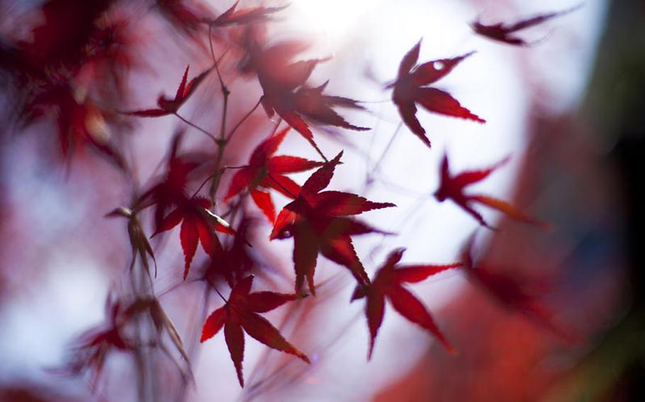 There are plenty of fiery red leaves on trees throughout Kyoto, Japan each autumn.