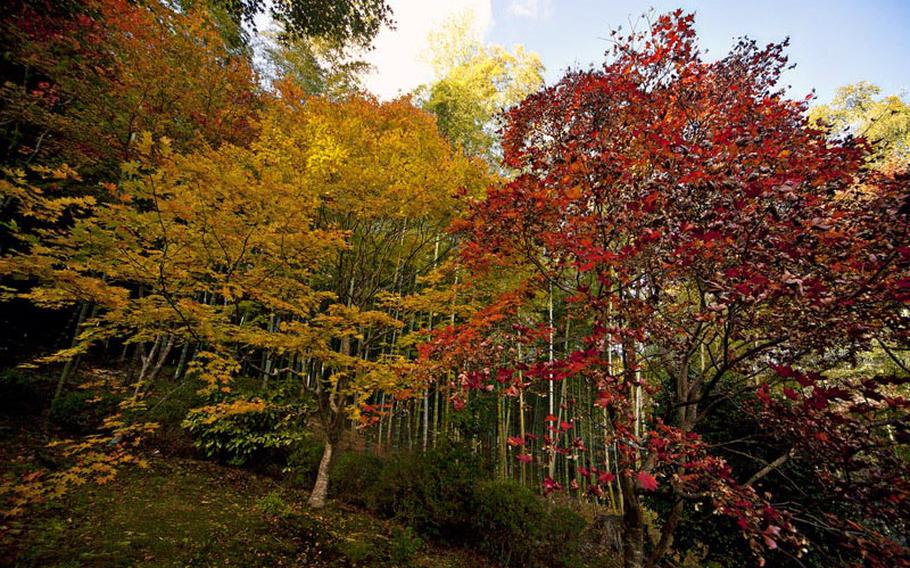 There is plenty of color on the trees throughout Kyoto, Japan each autumn.