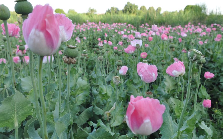 A poppy field near the village of Salim Aka in Kandahar province, about 100 yards from where a bomb killed three soldiers on April 25. Wednesday marked the first time U.S. soldiers had been to the area, a Taliban stronghold rich in poppies, since September.