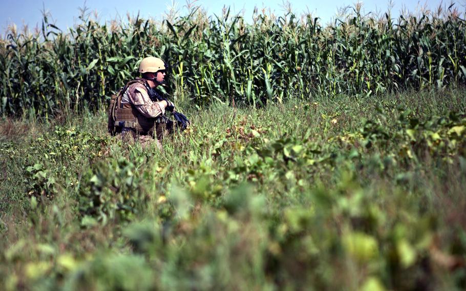 Sgt. Ryan Sisson, a forward observer with 1st Brigade Platoon, 2nd Air Naval Gunfire Liaison Company, Marine Expeditionary Brigade-Afghanistan, waits in a field of grass during a patrol, Sept. 23, 2009, near Checkpoint North in Helmand province, Afghanistan.  Sisson traveled to Checkpoint North from Lashkar Gah to provide fire support to his fellow ANGLICO Marines.
