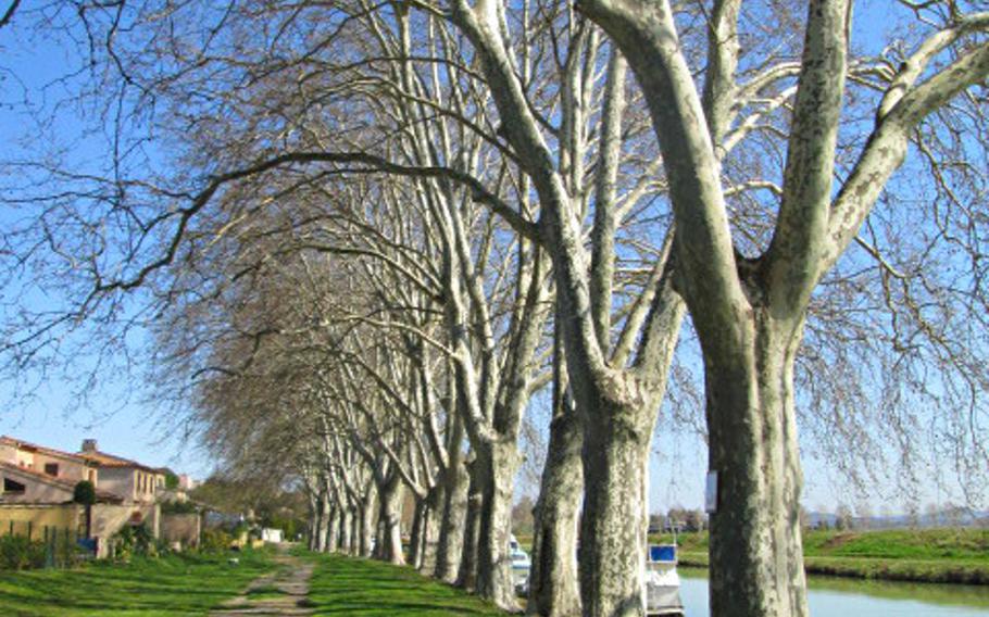 A total of 42,000 plane trees were originally planted along the banks of the Canal du Midi in France to shade the horses pulling the barges. Today, many are being cut down due to a fungus that threatens them.