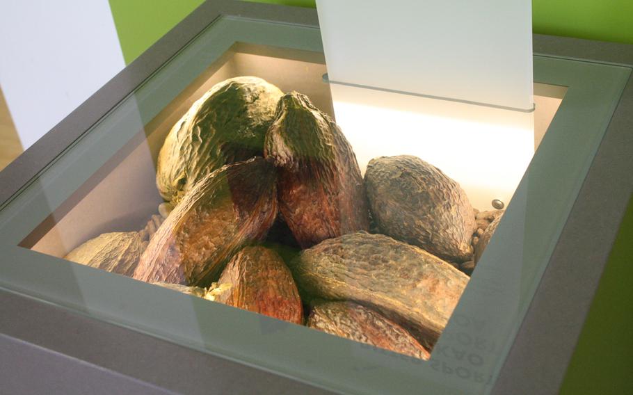 Cacao pods filled with beans are displayed in the Ritter museum near Stuttgart, Germany. You also can sample what a plain, freshly picked seed tastes like before the sweetening process.