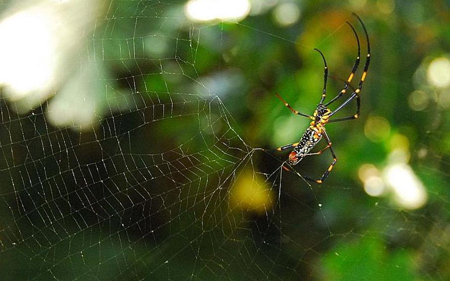 A golden silk orb weaver spider spins a web in the jungle at the Sefa Utaki holy site on Okinawa.