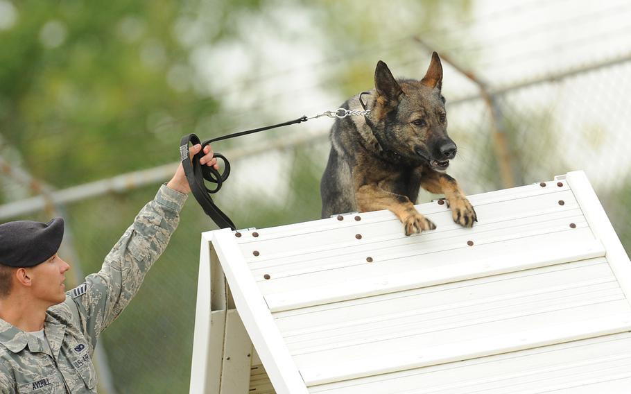 Staff Sgt. Christopher Averill, 5th Security Forces Squadron military working dog handler, leads his 5-year-old German Shepherd, Kety, over an obstacle during the 2013 North Dakota Peace Officer Association K-9 Police Trials at Minot Air Force Base, N.D., Aug. 14, 2013. In addition to competing against others from their squadron, Averill and Kety competed against handlers from state and local law enforcement agencies, as well as security forces handlers assigned to Grand Forks Air Force Base, N.D.