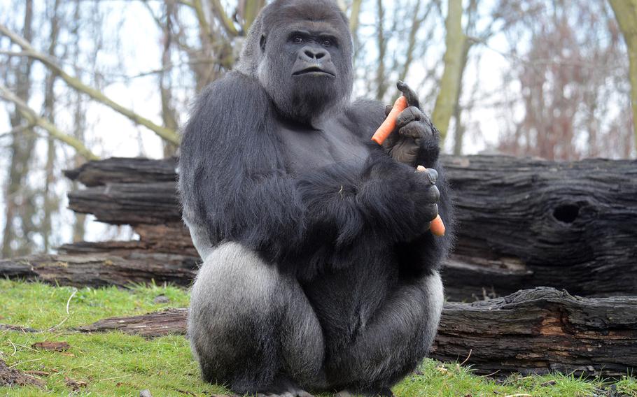 Makula is the dominant male gorilla at the Gaia Zoo in Kerkrade, and the father of the baby gorilla born Dec. 31, 2012, at the zoo.