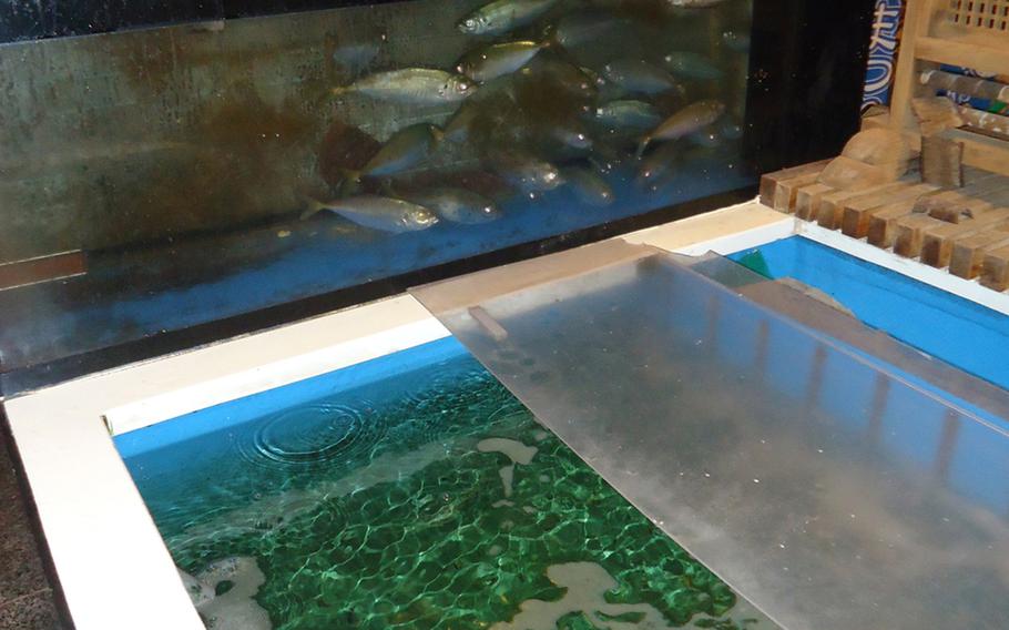 Fish tanks at Yutaka Zushi are stocked with the freshest fish in the area.
