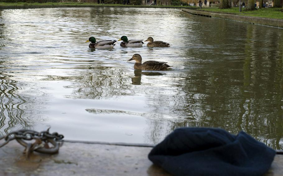 Ducks swim by a boat during a tour offered by Scudamore's Punting Co. in Cambridge, England, in early January. The tour offers passengers a peek at what nature has to offer in Cambridge.