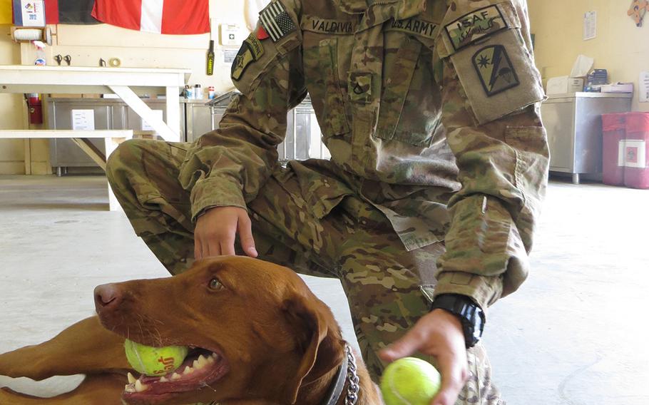 Pfc. Alex Valdivia visits with Maj. Eden, a therapy dog, whose handler had stopped by the mortuary affairs "collection point" at Bagram Air Field in Afghanistan. Valdivia belongs to a unit that prepares the bodies of fallen U.S. servicemembers for the return home. 