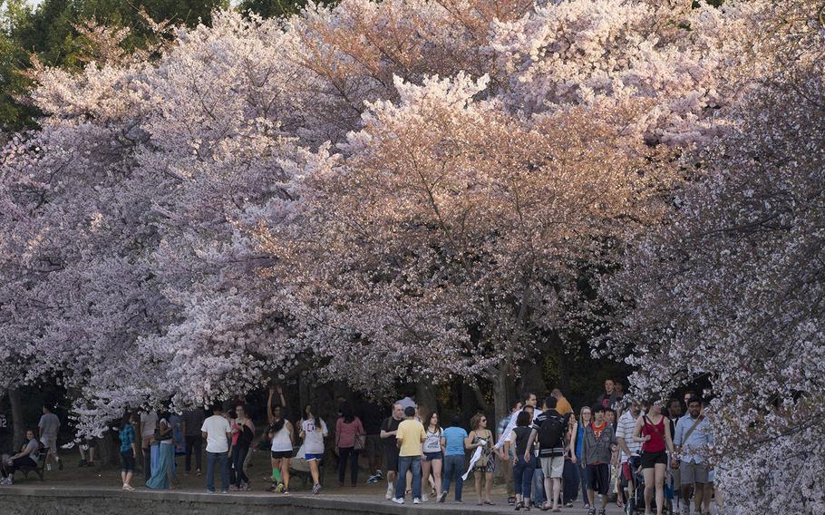 Cherry blossom season 2014 at the Tidal Basin in Washington, D.C.