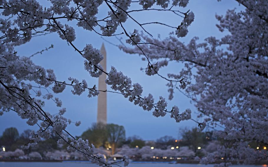 The white flower of the cherry blossom trees are highlighted against a darkening sky as night sets on April 12, 2014, in Washington, D.C.