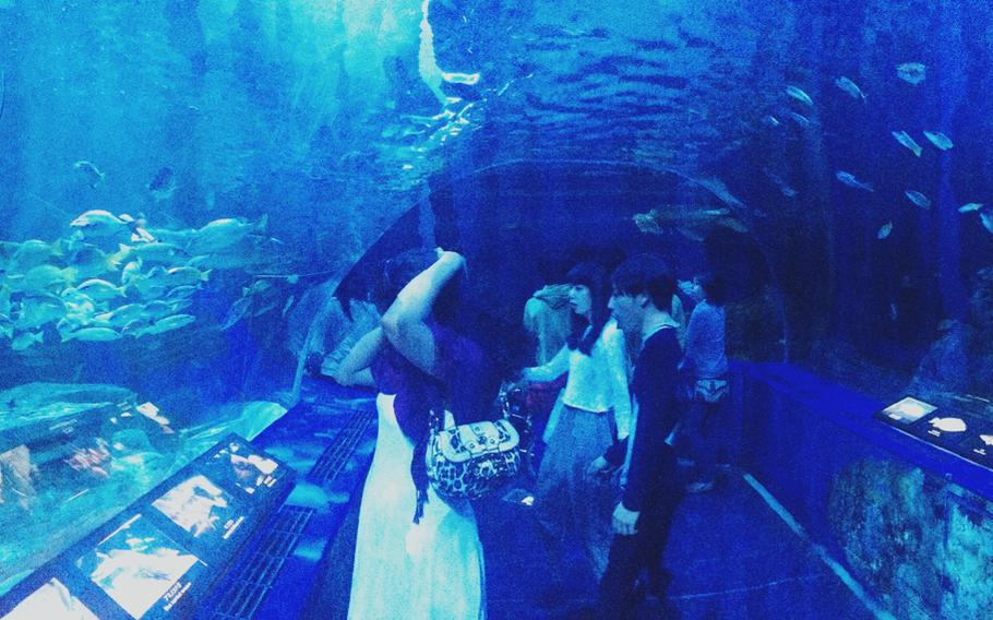 The water tunnel is the largest draw at Shinagawa Aquarium, giving visitors a chance to get up close and personal with the sea life.
