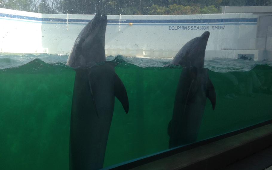 The dolphin show is the only one of its kind in Tokyo. They are held hourly at Shinagawa Aquarium.