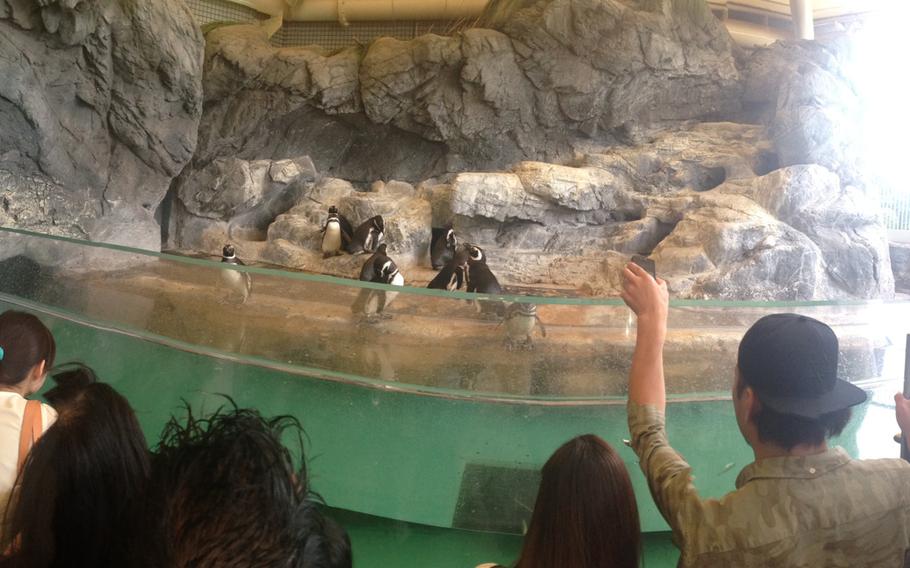 Guests are invited to watch the penguin and sea lion feedings at the Shinagawa Aquarium in Tokyo, both held in the afternoon and conveniently located near the dolphin show.