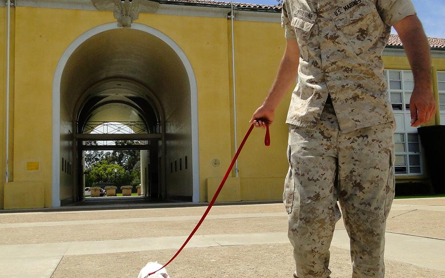 Smedley Butler walks with his handler, Cpl. Tyler Viglione, at Marine Corps Recruit Depot San Diego on Wednesday. The English bulldog puppy is in training to become the official mascot for the depot, one of three official bulldog mascots in the Corps.