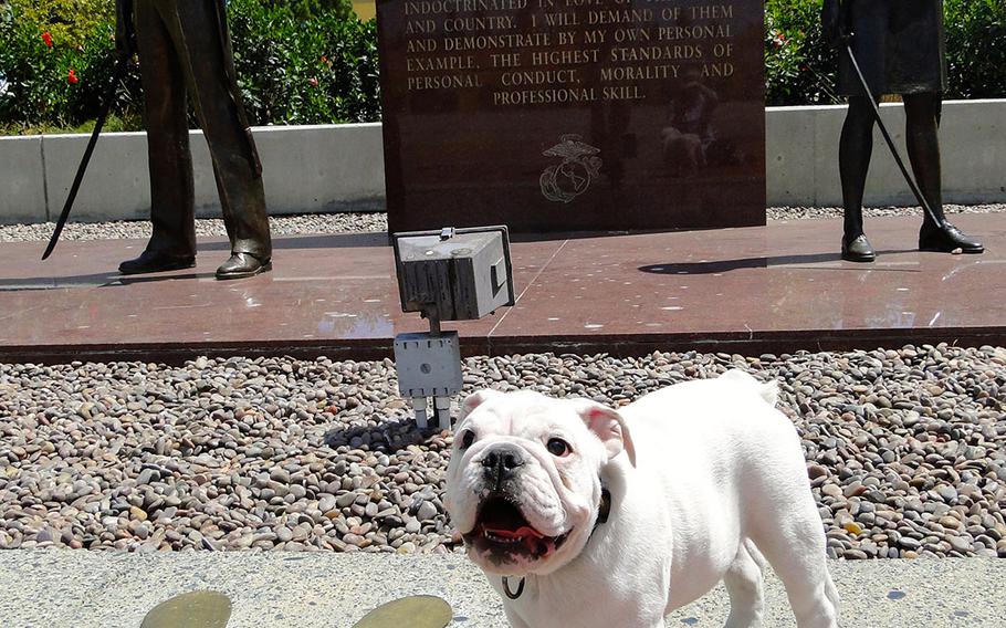 Smedley Butler, the new recruit in training to become the official mascot for Marine Corps Recruit Depot San Diego, poses in front of the depot's Drill Instructor memorial Wednesday. The English bulldog is 14 weeks old.