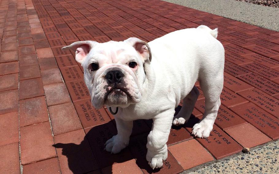Smedley Butler, a 14-week-old English bulldog puppy is in training to become the official mascot for Marine Corps Recruit Depot San Diego. He will be fitted with uniforms and perform in weekly recruit graduation ceremonies as well as recruiting and community relations events.