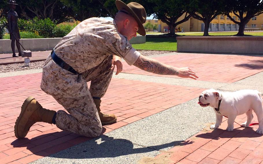 A drill instructor greets Marine recruit Smedley Butler on Wednesday at Marine Corps Recruit Depot San Diego. The English bulldog puppy is in training to become the depot's official mascot.