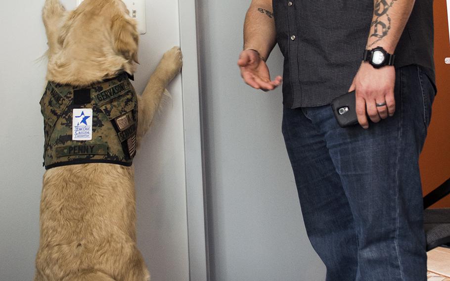 Retired Marine Cpl. Nick Gervasoni shows how his service dog Penny turns on and off the lights where he works - Veterans Curation Program in Alexandria, Va. - in February 2015.