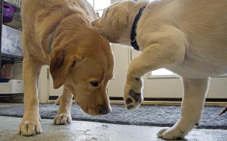 Ron, left, a therapy dog and former student at Warrior Canine Connection, gets checked out by a new puppy, Quail, at the nonprofit in February 2015.