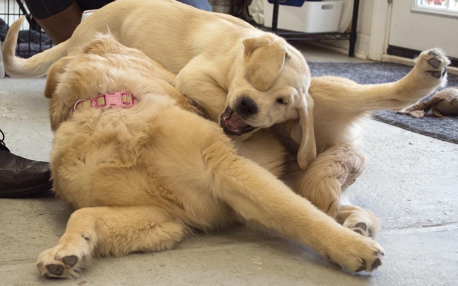 Dogs-in-training Annie, bottom, and Quail play wrestle at the Warrior Canine Connection in Maryland in February 2015. 