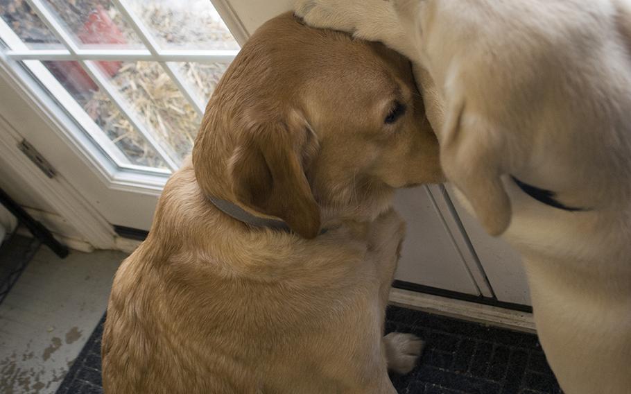 Quail, a new puppy at Warrior Canine Connection, rests his paw on therapy dog Ron's head in February 2015 as he looks out the window. 