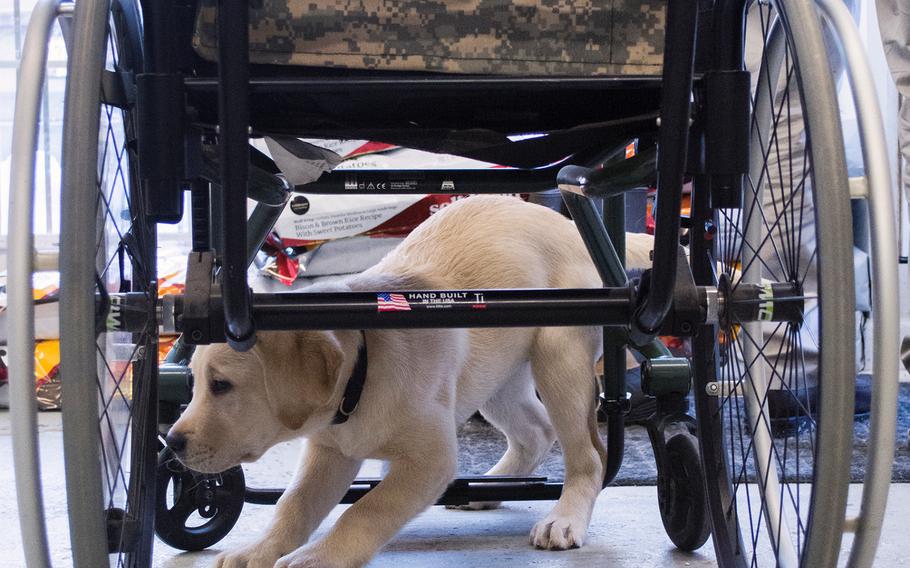 Quail, a new puppy at the Warrior Canine Connection, crawls under an unused wheel chair in February 2015.