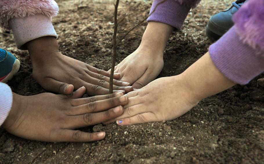 The hands of two second-graders pat down the dirt next to a newly planted birch tree sapling at Ramstein Air Base, Germany. As part of Earth Day, second-graders at Ramstein Elementary School planted 300 birch tree saplings on Wednesday, April 22, 2015, next to the base driving range that had previously been mostly deforested.