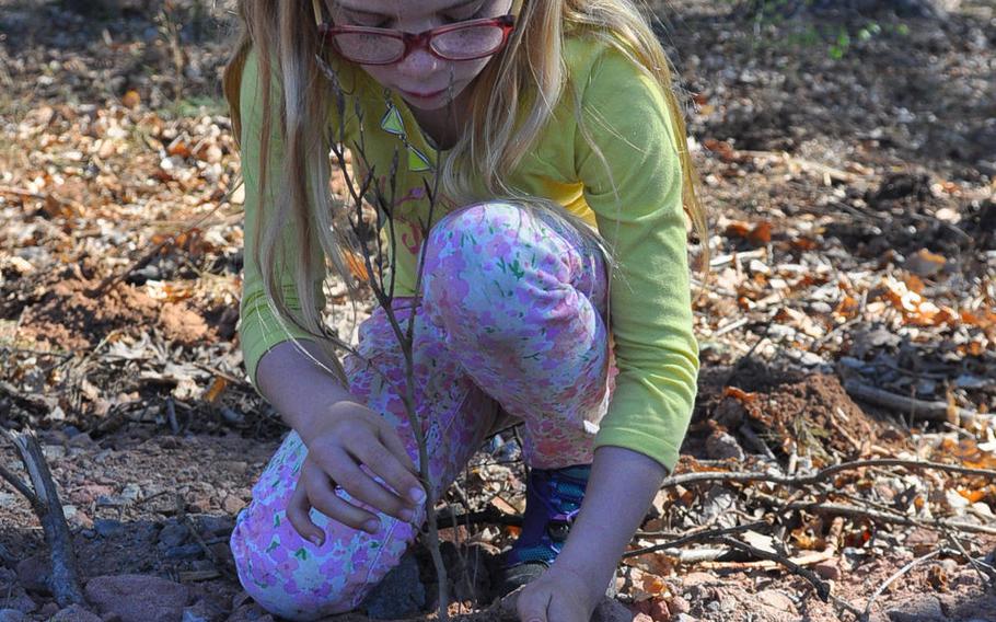 Noelle Unruh, a second-grader at Ramstein Elementary School, places a birch tree sapling in a dirt hole on Wednesday, April 22, 2015, at Ramstein Air Base, Germany. Noelle and her classmates planted 300 birch tree saplings in an area next to the base driving range that had previously been mostly deforested. Teacher Yvonne Engels had her students help with the planting project as part of Earth Day.