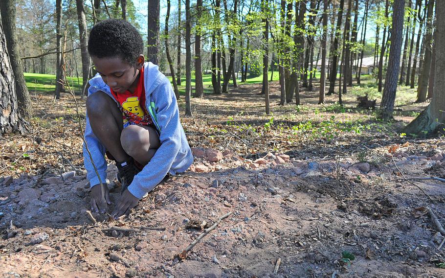 Ramstein Elementary School second-grader Azarias Porter concentrates on making sure the birch tree sapling he's planted stands tall and straight. Porter's class planted 300 birch tree saplings next to the driving range on Ramstein Air Base, Germany, on Wednesday, April 22, 2015, as part of Earth Day. Porter said it was fun to get his hands dirty, "especially at school."