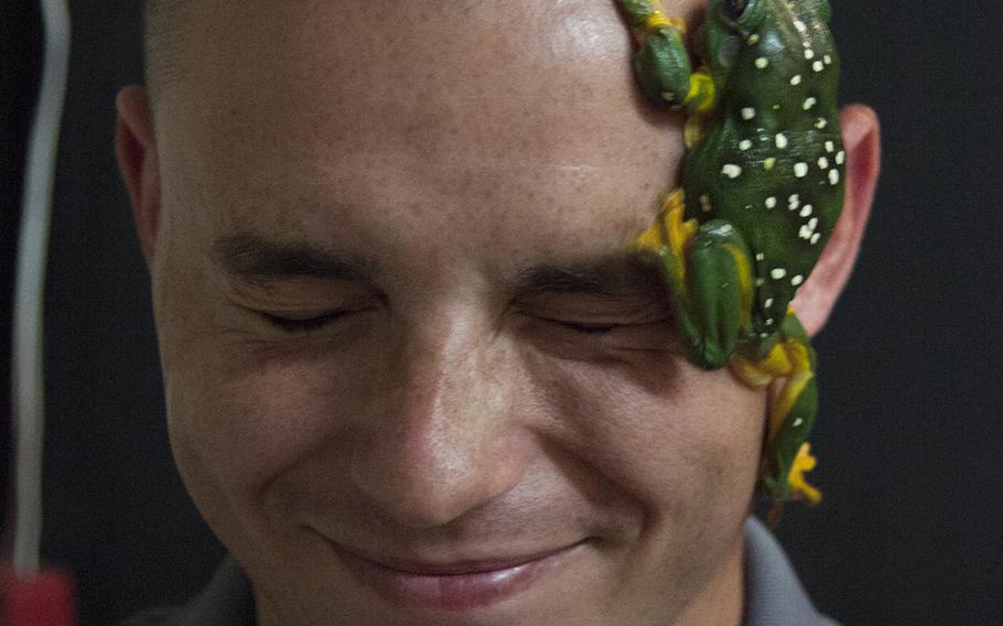 Tree frogs climb on Lance Corporal Chris Printy?s head April 28, 2015, at Territory Wildlife Park, Berry Springs, Northern Territory, Australia.