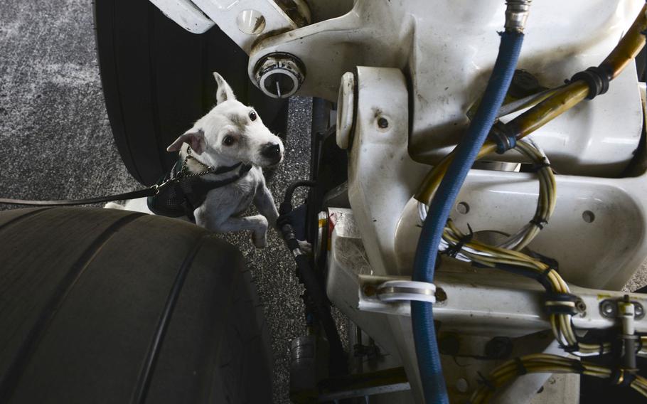 Striker, a U.S. Department of Agriculture brown tree snake detector dog, inspects an aircraft prior to departure on Thursday, April 30, 2015, at Andersen Air Force Base, Guam. All Department of Defense aircraft, household goods, vehicles and cargo are required to be searched prior to departure in order to prevent the establishment of snakes in other regions.