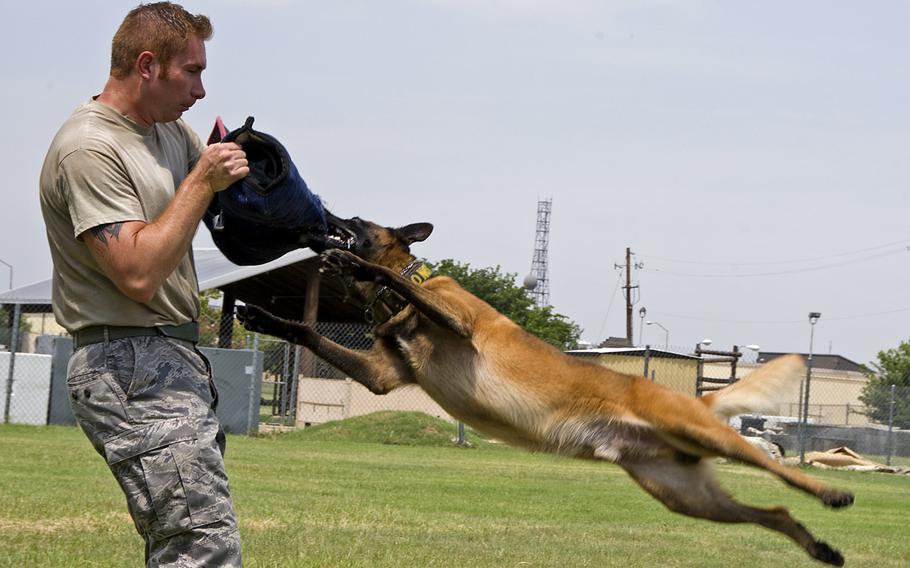 Tech. Sgt. Shawn Rankins and military working dog, Eespn, 82nd Security Forces Squadron, demonstrate aggression training on Tuesday, Aug. 4, 2015, at Sheppard Air Force Base, Texas.