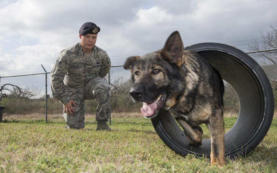 Senior Airman Jordan Fuller, 802nd Security Forces Squadron military working dog handler, and Rocco, perform maneuvers Feb. 23, 2016, at Joint Base San Antonio-Lackland Medina Annex.