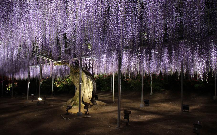 A wisteria tree is illuminated at Ashikaga Flower Park in Gunma Prefecture, Japan. The flowers are forecasted to remain in bloom through May 17, 2016.