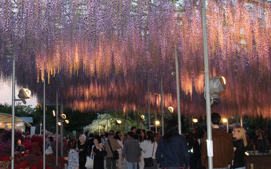 Visitors view the lit wisteria at Ashikaga Flower Park in Gunma Prefecture, Japan.
