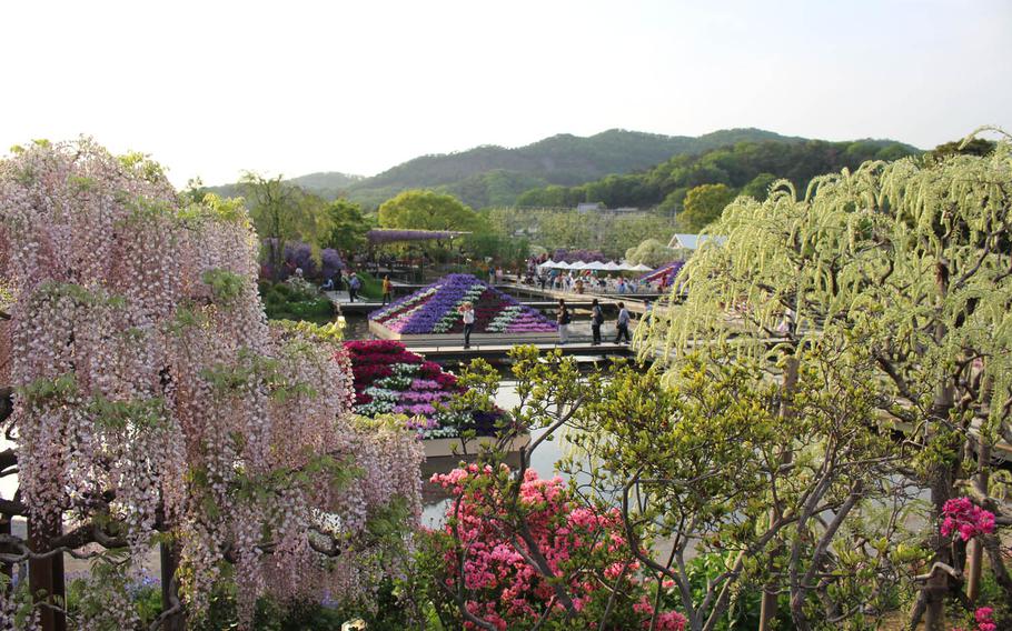 In addition to wisteria, Ashikaga Flower Park features azaleas, poppies and other springtime flowers.