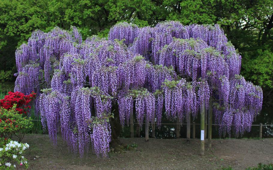 Wisteria of many sizes and colors can be admired at Ashikaga Flower Park in Japan.