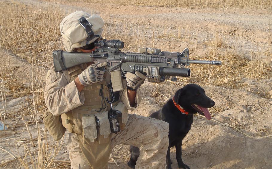 Fieldy, a black Labrador retriever, served four combat tours in Afghanistan, where he worked to detect explosives. Handler Marine Cpl. Nick Caceres spent seven months deployed with Fieldy in 2011 and later adopted him.