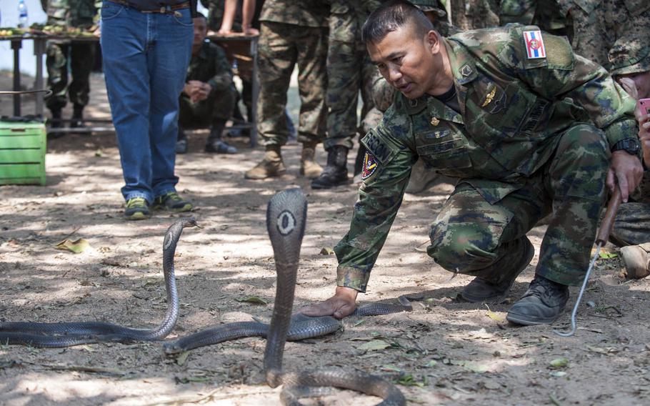 A Thai jungle-survival training instructor teaches Marines how to handle cobras during Cobra Gold drills underway in Thailand.