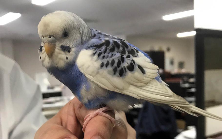 A parakeet found in mid-September by Stars and Stripes employees near the newspaper's office at Yokota Air Base, Japan, has been returned to its Japanese owners in Kanagawa Prefecture.