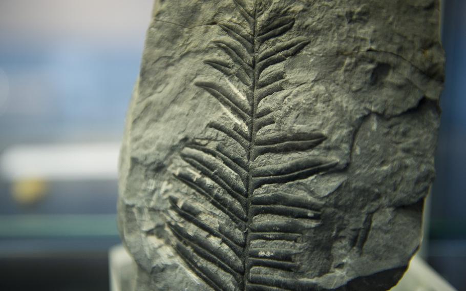 The bottom floor of the museum's tower has several well-preserved plant fossils.